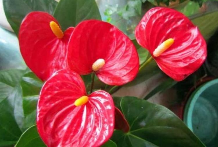 4种“好养花”，随便一养就爆盆，养家里，全年开花不断