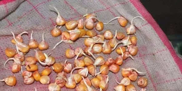 饵料|想钓草鱼试试这2种有效的方法,大鱼一条条,过瘾