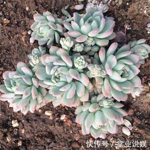 他把多肉上的白霜擦掉，结果一周就养死了，原来里面有这玄机！