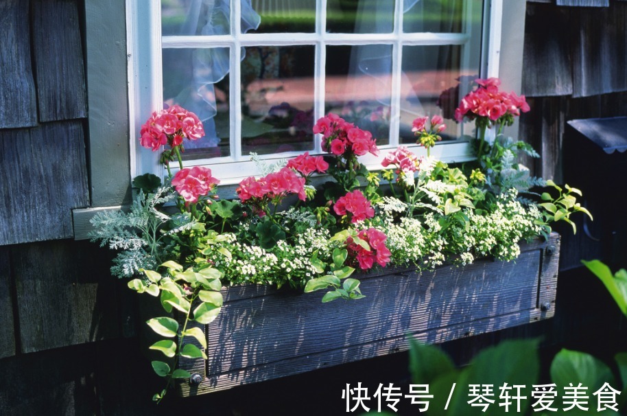 坚果壳|换盆加点坚果壳，提前这么弄，养花土变排水性好，肥力十足