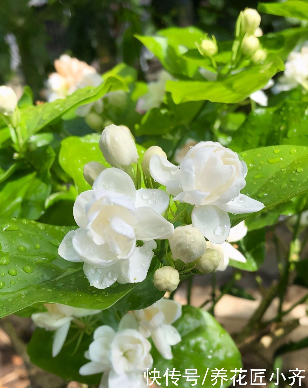 养分|养茉莉花发现4种枝条，正确的方法是及时剪掉，否则会影响开花