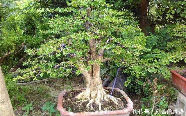 黄杨盆景姿态优美是如何制作的后期养护,盆景制作方法在这里