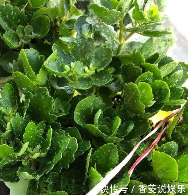 长寿|长寿花不长还黄叶用3法急救,轻松解决,爆成大花球