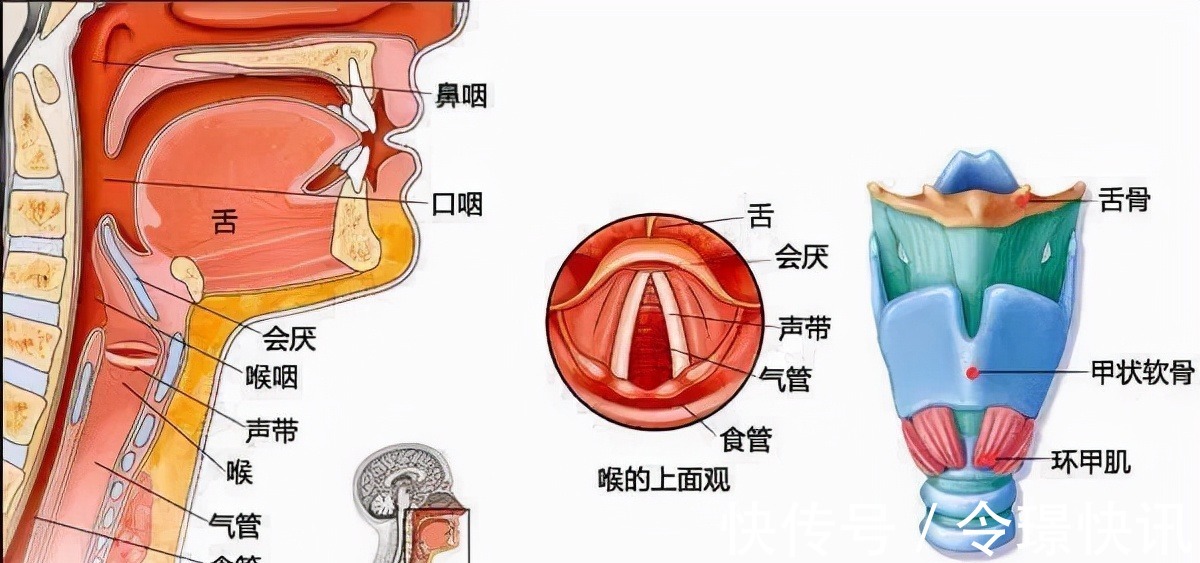 言语|天使科普：口肌训练不能代替言语训练，切勿混淆！