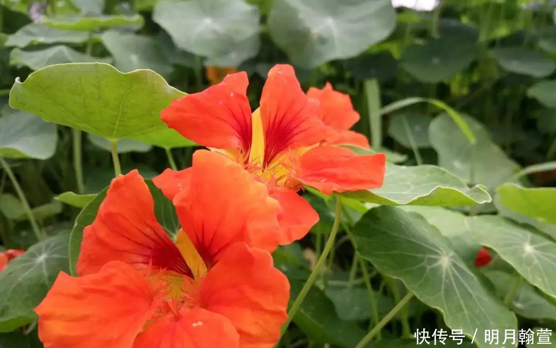 要点|冬天怎么养花不会死,六个要点要记牢