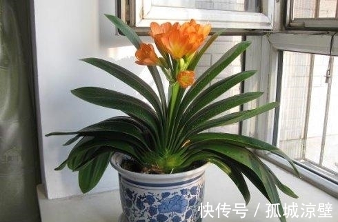 君子兰的叶片暗淡无光,立马进行3步“急救”,油亮发光很漂亮