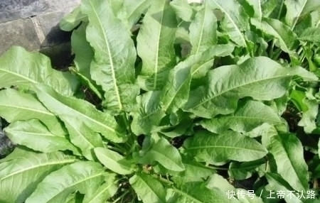 農(nóng)村|農(nóng)村一種“牛舌頭”野菜,不僅是個好食材,而且用途也很多!