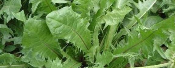 女人不想，脸上爬满皱纹，多吃3种野菜，淡化色斑，养颜抗衰老