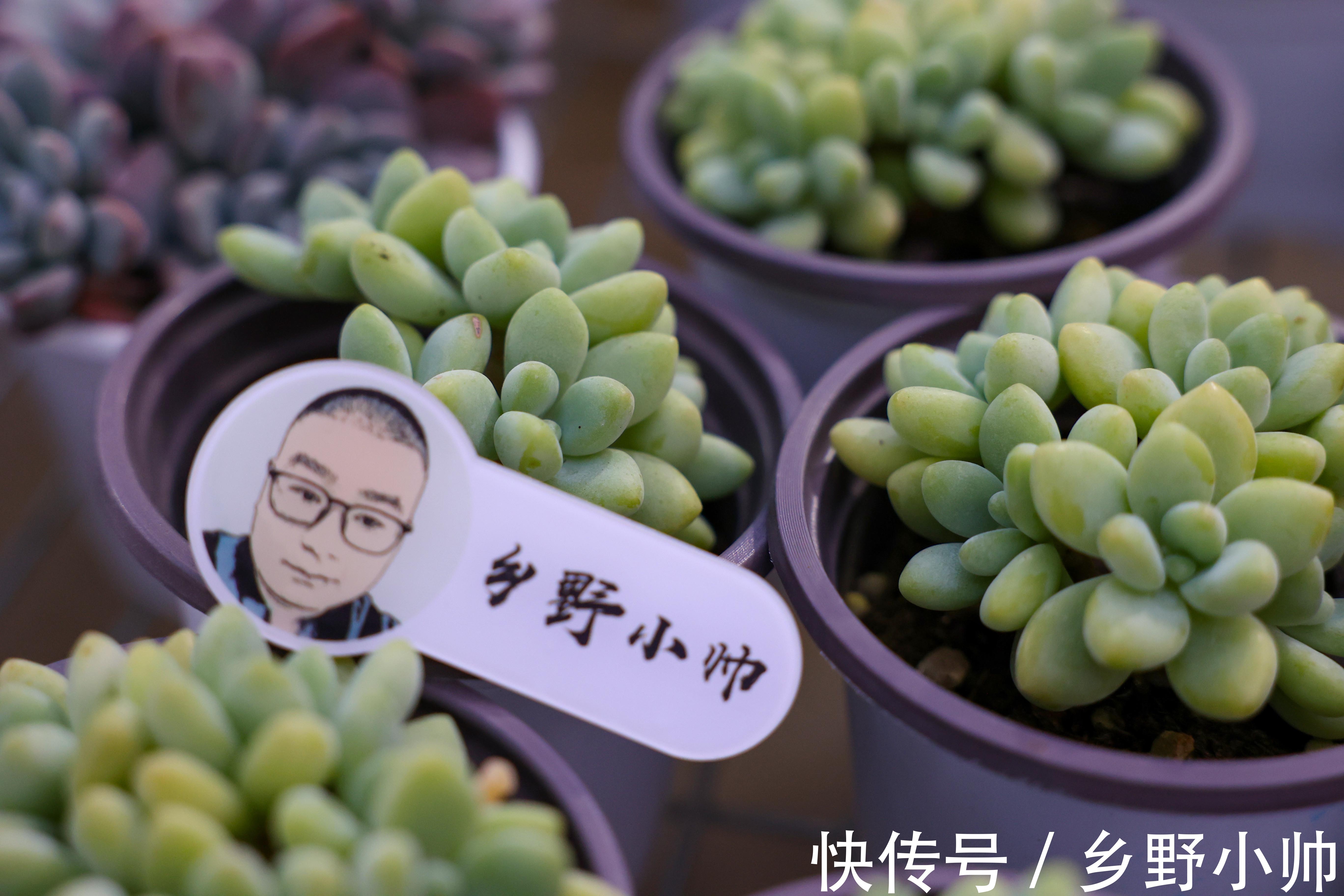 秋季不断更，小帅介绍两款高颜值多肉，惊喜多多