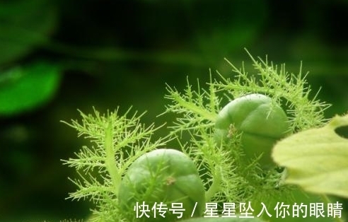 止咳|农村常见的一种野果,能够清肺止咳,还可用于祛除皮肤角质