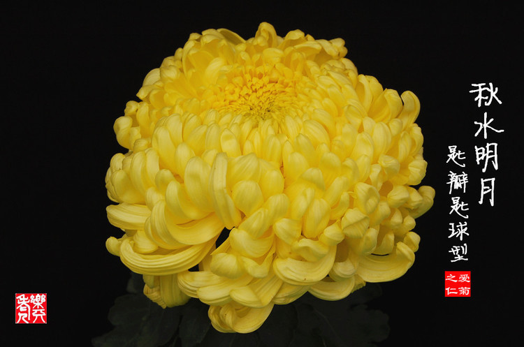 喜欢菊花,不如养盆“菊中珍品”秋水明月,似明月圆满,色泽鲜艳