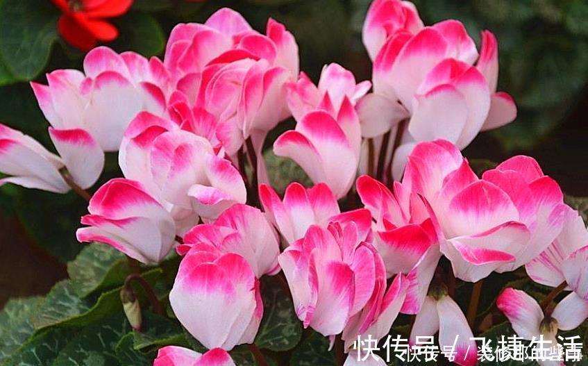 仙客来|3种高贵“女王花”,高贵迷人,雍容华贵,养护简单!