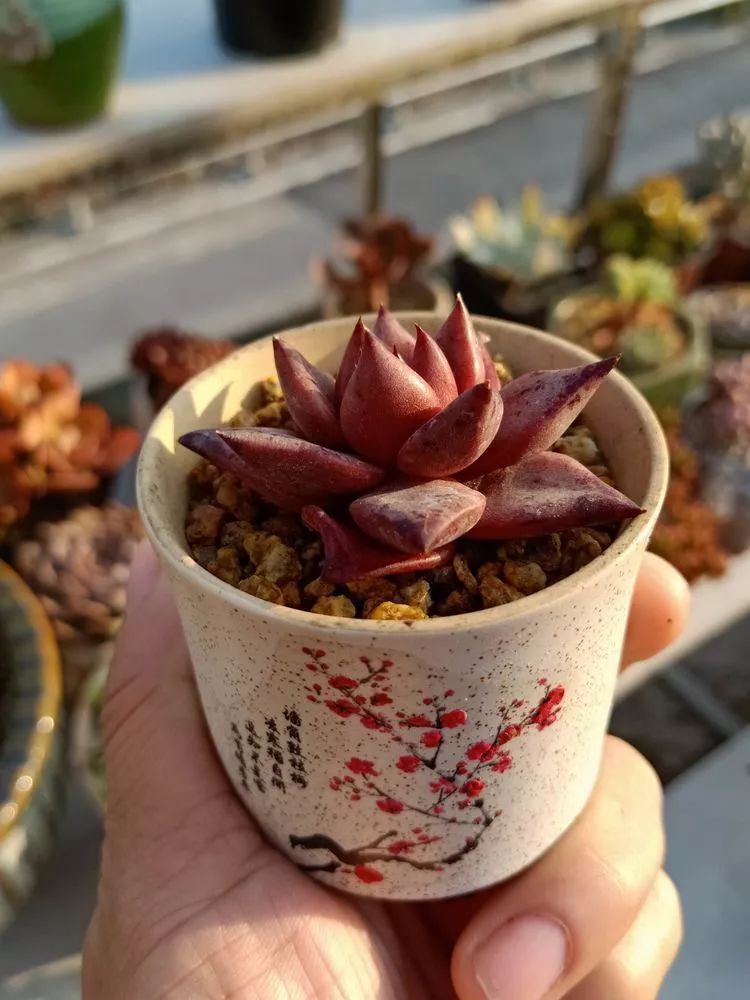 养多肉一年来的点点滴滴,一直在路上,一直惊喜不断!