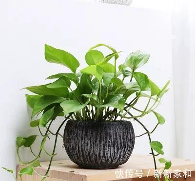 这几种植物不要再放在土里养了，水才是它们真正的家