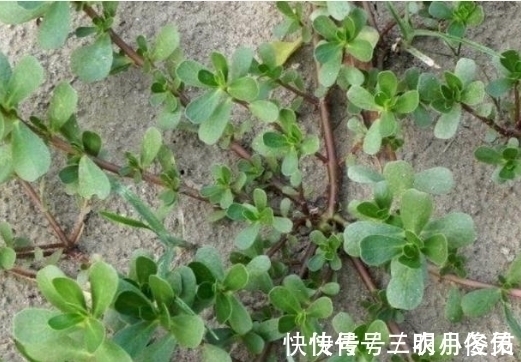 野菜|农村最常见的三种野菜,8090都吃过,城里人没吃过!