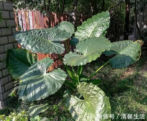 马蹄莲|4种有毒花,碰了麻烦大,再喜欢也别养,扔都不来及