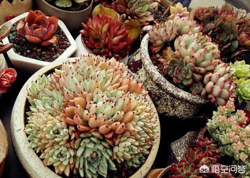 如何让多肉植物多爆侧芽？