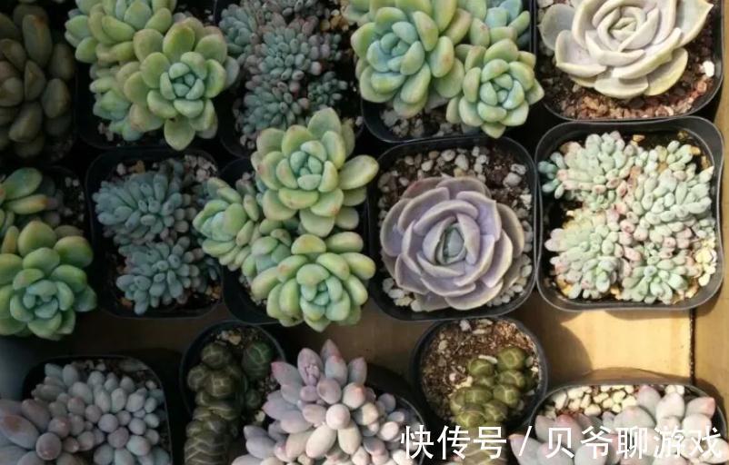 新买的多肉入盆前到底要不要修根,看完你就明白了