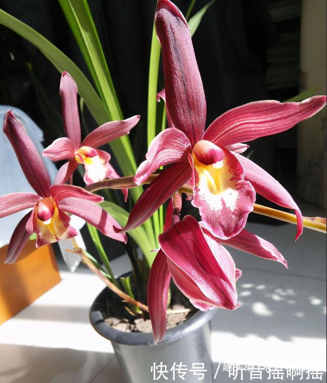 这款兰花长得漂亮又太爱开花，香味独特还浓郁，难怪这么多人喜欢