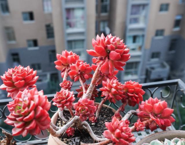花友|3款高颜值多肉，长势旺易爆头，养成群生小老桩，价值翻倍