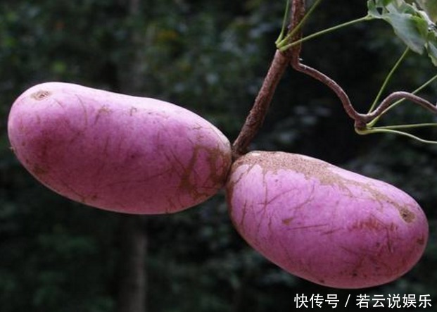 深山里这种果实长得丑却浑身是宝，补肾又美容，男女都爱吃