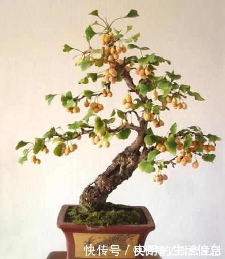 花草|富贵人家爱摆“6种花”,不仅外形美,还越养越值钱,再贵也要买!