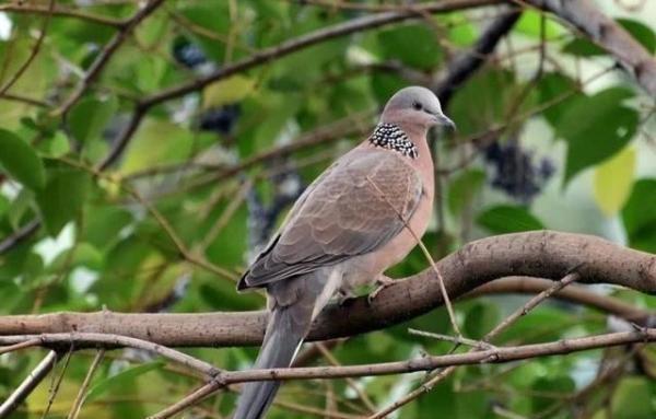 鱼类|农村天上“最补”的野味,营养胜过黑鱼,如今很难见到了
