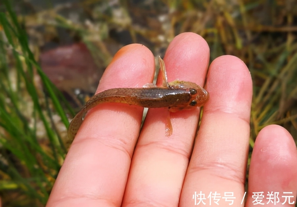 冬钓|一说冬钓，就是鲫鱼，试试这几种目标鱼，冬季给口也很好