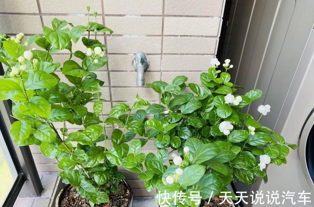 玉树|7种花，天冷要“静养”，少水断粮多晒晒，长得更健壮