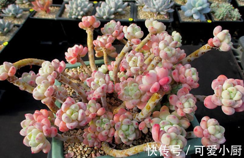 冬天养多肉劳尔,教你几个小技巧,掌握了叶片饱满,香味清新