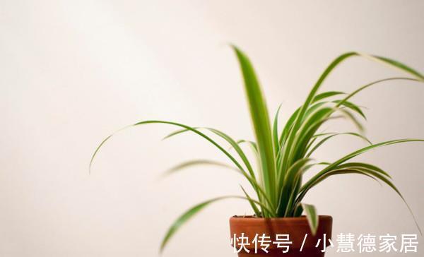 剪口|吊兰长得杂乱无章,偷偷教你一招,叶片油绿宽大,枝繁叶茂