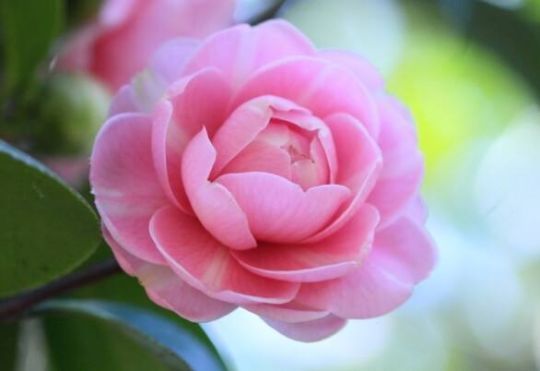 茶花|4种花超漂亮,花朵迷人,阵阵花香,花朵大,个个美出状态