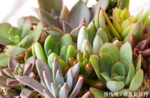 叶片|多肉养不好,叶片就“发软”,看看这几个原因,轻松帮你解决!