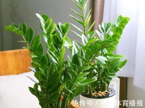 养花|客厅摆盆招财花,空气清新好兆头,富贵人家都爱养