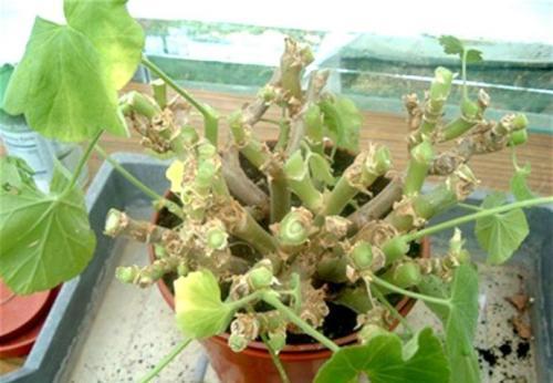 家里养天竺葵,掌握3个要点,多发芽窜花苞,养成繁花老桩!