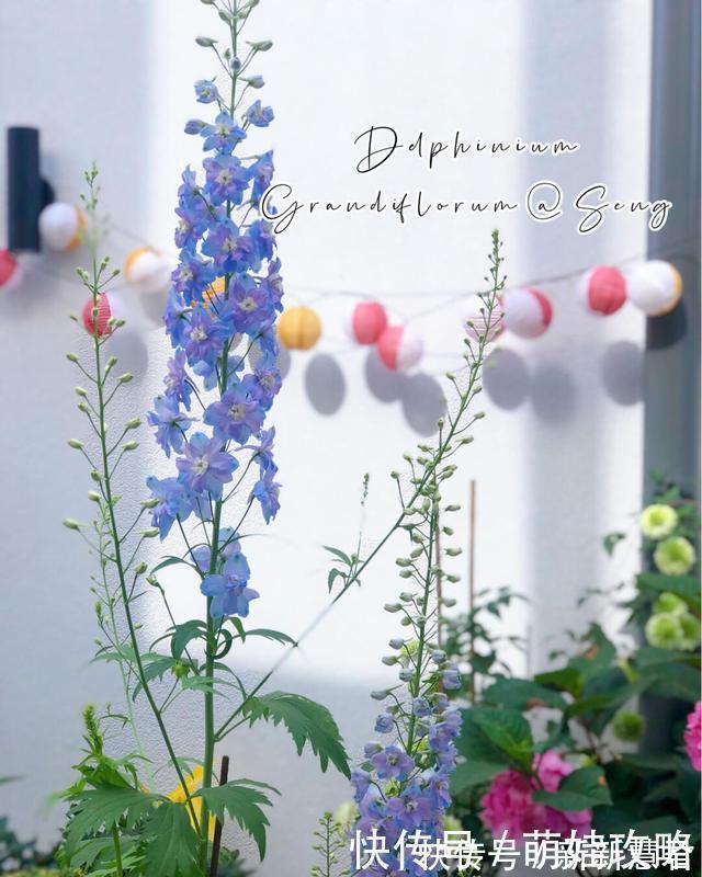 大花飞燕草|聪明人都在养的五种花,花期长、寓意好,花开一簇簇,好看极了!