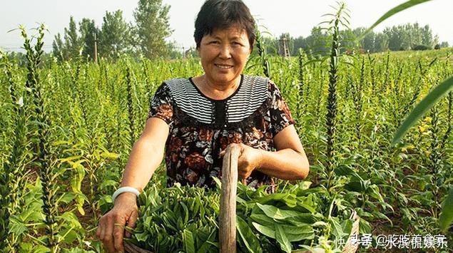 宝贝|很多人只吃种子，其实叶子才是宝贝，如今20元1斤供不应求