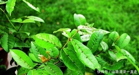 老中医|农村这种野草牲口躲着走,老中医眼中是治跌打旧积、风湿骨痛的宝