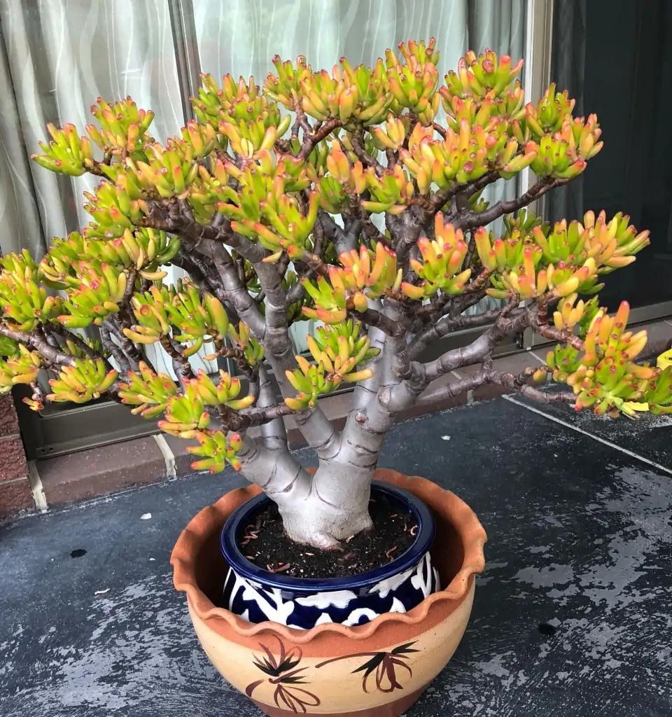 17大吉祥花,客厅有空间一定要养上一盆,好看又好养,养人又旺家