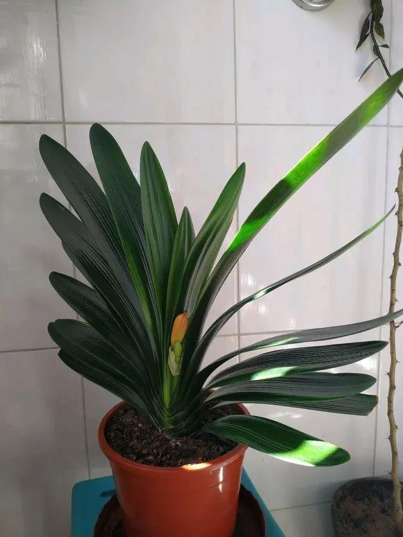 氮肥|君子兰长得太慢学几招,叶子猛长花开不断,美翻天!