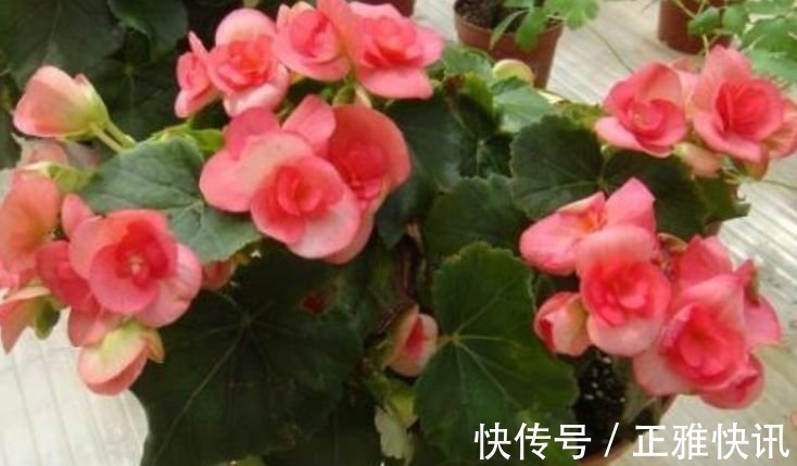 松红梅|此款花卉,好养易爆盆,花开媲美玫瑰,花朵姿态万千,美