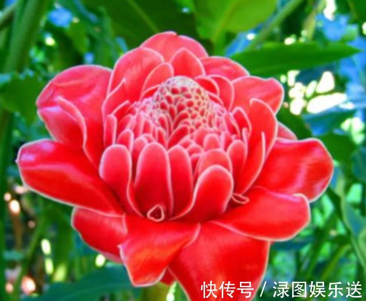 幸福的生活|4种花是“开花大户”，家里养一盆，开花“红又旺”，旺财又旺运