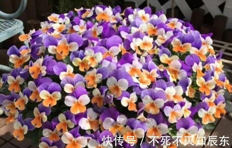 嫁接|冬天养花试试四款花，花开香飘溢满屋，阳台变温馨花园