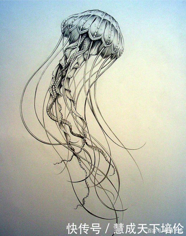 感恩|博齐奇的自然幻境异想天开的科学艺术,感恩生命的生物美学