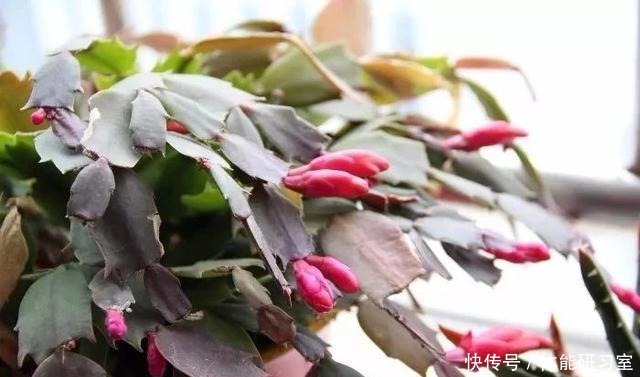 几种在夜晚释放氧气的植物,养在卧室里都不用担心!