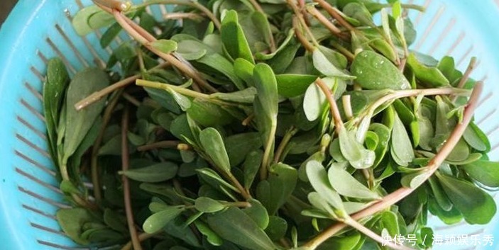 農村的一種野菜,介紹以下幾種治療疾病的小偏方,你值得擁有