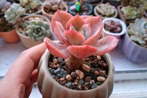 来自“童话里”的6款多肉,满满都是回忆,听名字就很想养上一盆