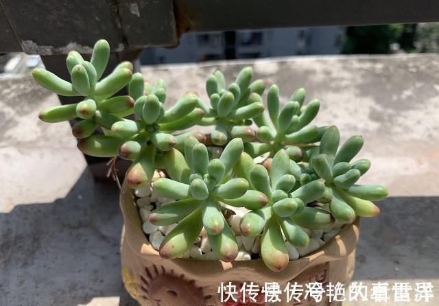 女心|多肉果冻乙女心,自带果冻色,是果冻色系多肉里的颜值担当