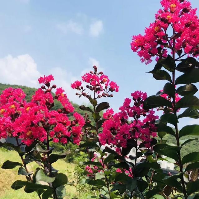 想要家里四季花开,这20种花,连续能开300天,完全不歇气