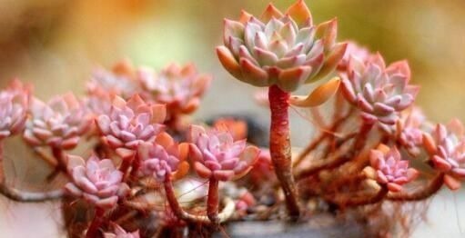 多肉长“胡须”，剪还是留只看一点就知道，养成漂亮茂盛老桩